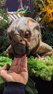 Lystrosaurus-animatronic-1-scaled