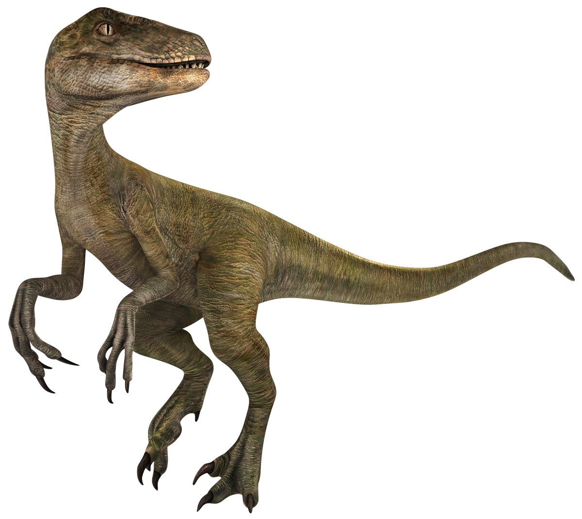 Velociraptor - Wikipedia