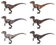 Velociraptors Especies DinoTracker Jaroslav Kosmina FW 20