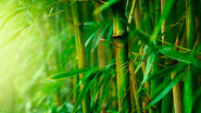 Bamboo Forest