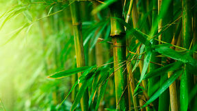 capped bamboo