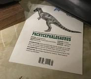 Профильпахи.png (350 КБ) Профайл Пахицефалозавра