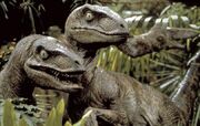 Jurassic park raptors