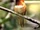 Colibri Rufo