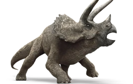 Triceratops