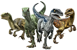Velociraptor pack clearance