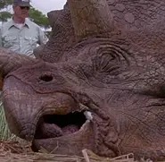 Triceratops (début)