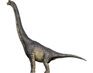 Тип "Дождевые леса"