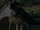 Chien de Benjamin