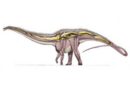 Cetiosauriscus