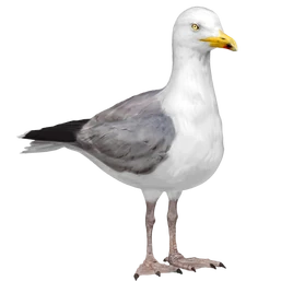 American herring gull Render