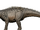 Ankylodocus