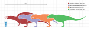 Largesttheropods