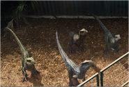 Velociraptors