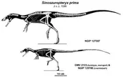 Sinosauropteryx skeleton
