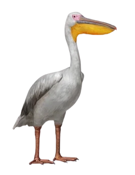 PelicanTransparentBackground