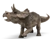 Un bébé Triceratops de Jurassic World.