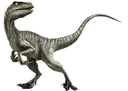 Dibujo De Raptor Charlie Jurassic World 9+ Hundred Velociraptor Blue