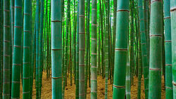 Bamboo-forest.jpg