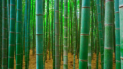 Bamboo-forest