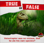 Velociraptor was so vicious and ate it's own kind