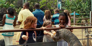 Baby Apatosaurus being fed