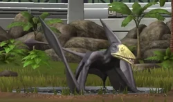 EudimorphodonJWTG1