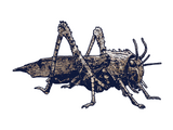 Giant locust