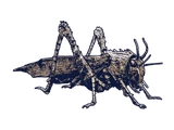Giant Locust