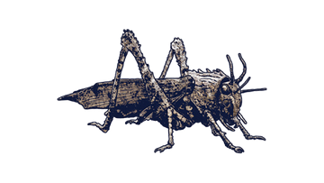 Lego jurassic world bug on sale
