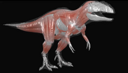 Giganotosaurus Muscularity