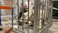 Baby Nasutoceratops animatronic in a cage.jpg.png
