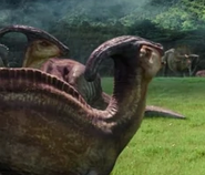 Parasaurolophus