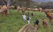 Stampeding herd of hadrosaurs