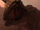 Broken-Horn Carnotaurus