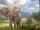 African Elephant