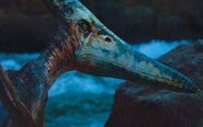 Pteranodon escapes from the aviary.