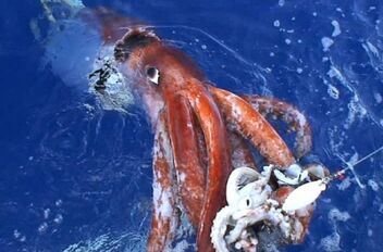 Giant-squid.ngsversion.1522328184008.adapt.1900