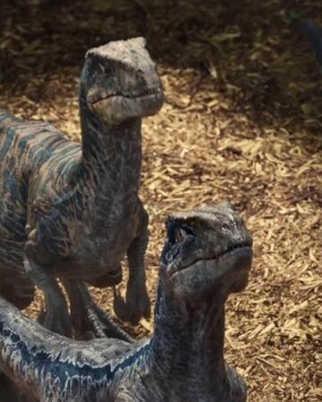 Meute De Velociraptors De Jurassic World Wikia Jurassic Park Fandom