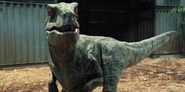 Jurassic-World-Velociraptors-6