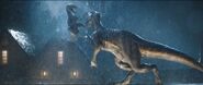 Jurassic world fallen kingdom blue indoraptor by giuseppedirosso-dcmga9p