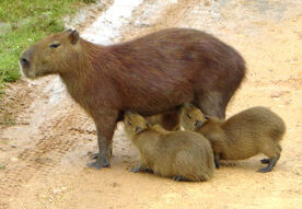 Capibara 2 edit.jpg