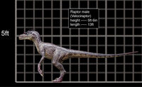 800x488 Velociraptor male size chart