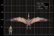 Adult Pteranodon size (JP III)