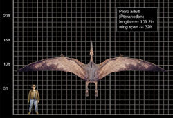 Pteranodonte, Jurassic Park Wiki