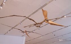 Pteranodon sternbergi pair