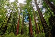 Secuoya Costera (Sequoia sempervirens)