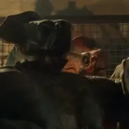 Microceratus (début)