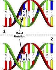 Point mutation