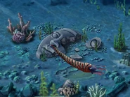 Fully maxed Baculites